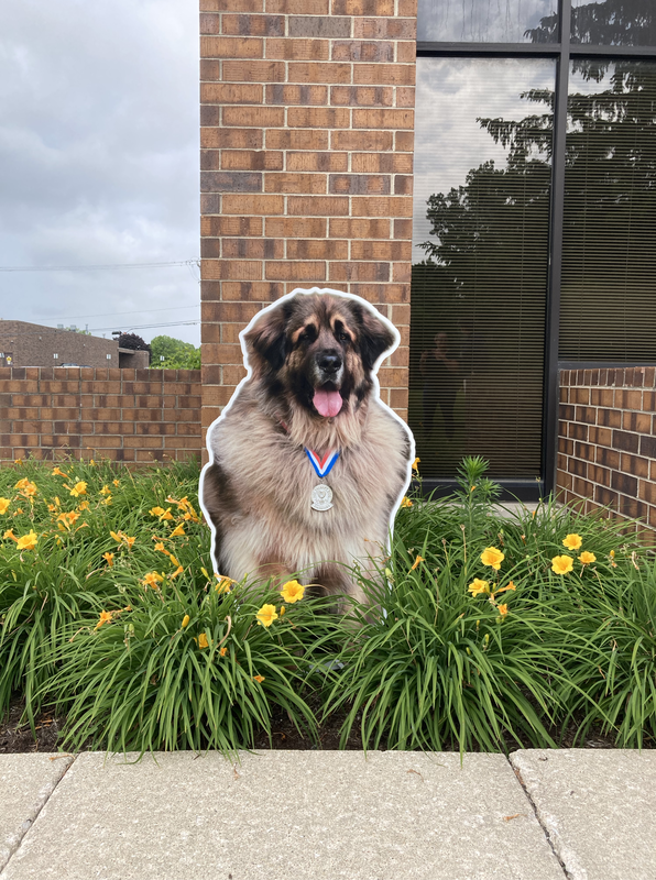Nonprofit Signs, Hinsdale Humane Society, Life size dog cut out stand up